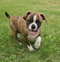 Tiger Girl, a male English Bulldog and French Bulldog for sale in Clyde, NY – 1 of 2
