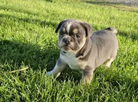 Mini Chunk, a male English Bulldog and French Bulldog for sale in Clyde, NY – 6 of 7