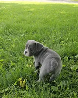 True Blue, a male English Bulldog and French Bulldog for sale in Clyde, NY – 2 of 7
