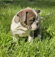 Seal Color Girl, a female English Bulldog and French Bulldog for sale in Clyde, NY – 4 of 7