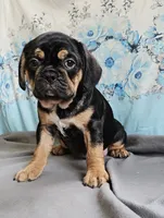 Modge, a male French Bulldog and Cavalier King Charles Spaniel for sale in Clyde, NY – 5 of 8