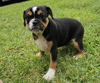 Punchie, a male English Bulldog and French Bulldog for sale in Clyde, NY – 2 of 3