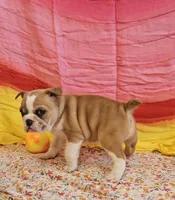 Gold Star Girl, a female English Bulldog and French Bulldog for sale in Clyde, NY – 5 of 8