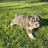 Mini Chunk, a male English Bulldog and French Bulldog for sale in Clyde, NY – 5 of 7