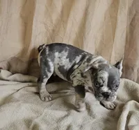 Blue Merle, a male French Bulldog for sale in Clyde, NY – Photo 4 of 8