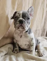 Blue Merle, a male French Bulldog for sale in Clyde, NY – Photo 8 of 8