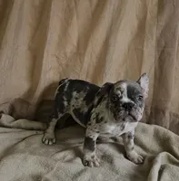 Blue Merle, a male French Bulldog for sale in Clyde, NY – Photo 5 of 8