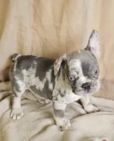 Blue Merle, a male French Bulldog for sale in Clyde, NY – Photo 3 of 8