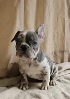 Blue Merle, a male French Bulldog for sale in Clyde, NY – Photo 2 of 8
