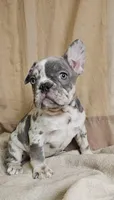 Blue Merle, a male French Bulldog for sale in Clyde, NY – Photo 6 of 8