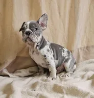 Blue Merle, a male French Bulldog for sale in Clyde, NY – Photo 7 of 8