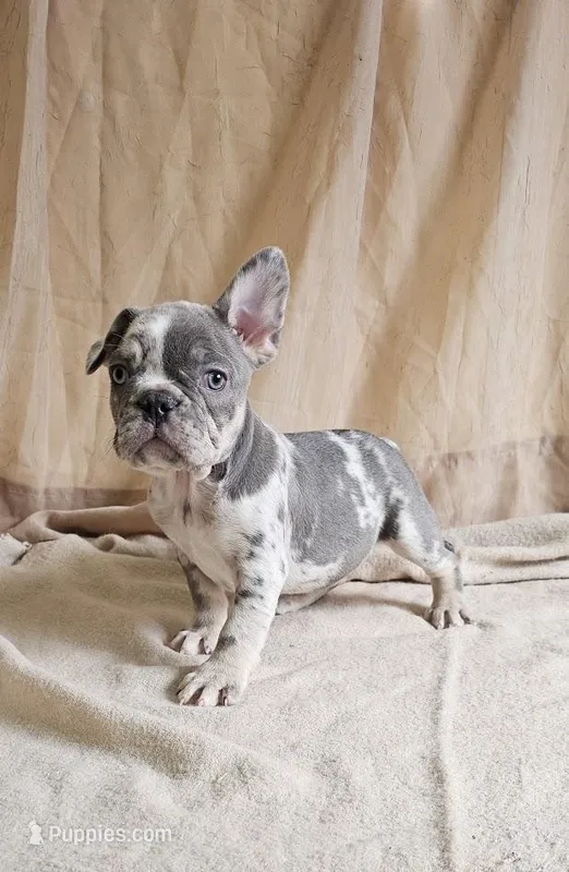 Blue Merle – French Bulldog puppy for sale in Clyde, NY