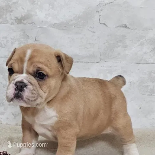Mini Bulldog Fawn Girl