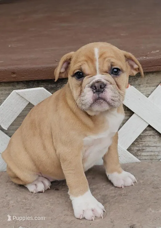 Mini Bulldog Fawn Girl – English Bulldog, French Bulldog puppy for sale in Clyde, NY