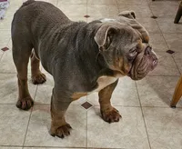Small Tri Boy, a male English Bulldog and French Bulldog for sale in Clyde, NY – 8 of 9