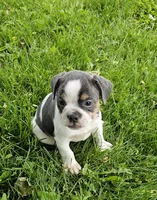 Spot, a male English Bulldog and French Bulldog for sale in Clyde, NY – 3 of 9