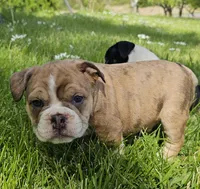 Seal Merle Boy , a male English Bulldog and French Bulldog for sale in Clyde, NY – 2 of 9