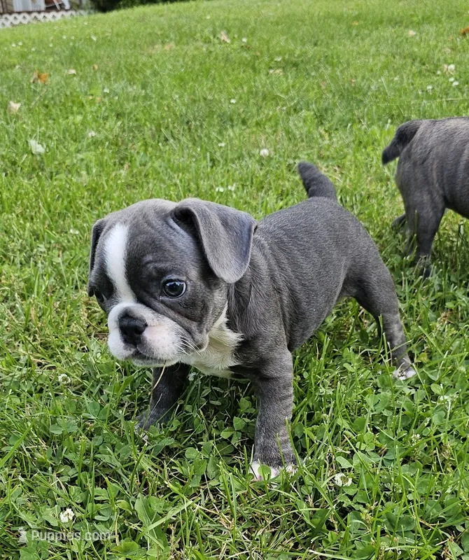Surdak – French Bulldog, Pug puppy for sale in Clyde, NY