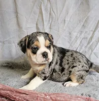 Exotic Merle Freelance Bulldog, a female English Bulldog and French Bulldog for sale in Clyde, NY – 4 of 9