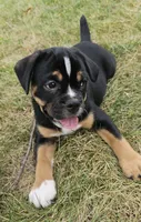 Benny, a male English Bulldog and Puggle for sale in Clyde, NY – 3 of 5