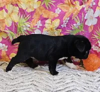 SALE! Mini Dolly Dimples, a female English Bulldog and French Bulldog for sale in Clyde, NY – 5 of 8