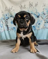 Modge, a male French Bulldog and Cavalier King Charles Spaniel for sale in Clyde, NY – 8 of 8