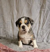Exotic Merle Freelance Bulldog, a female English Bulldog and French Bulldog for sale in Clyde, NY – 9 of 9