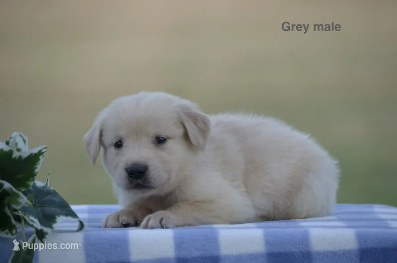 Larry – Golden Retriever puppy for sale in Kemp, TX