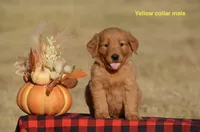 Kent, a male Golden Retriever for sale in Kemp, TX – 2 of 2