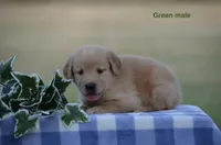 Les, a male Golden Retriever for sale in Kemp, TX – 2 of 2