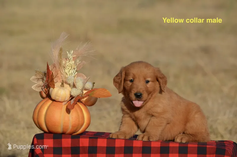 Kent – Golden Retriever puppy for sale in Kemp, TX
