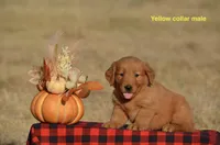 Kent, a male Golden Retriever for sale in Kemp, TX – 1 of 2