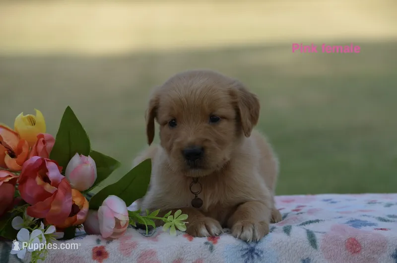 Lulu  – Golden Retriever puppy for sale in Kemp, TX