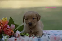 Lulu , a male Golden Retriever for sale in Kemp, TX – 1 of 2