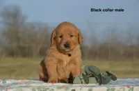 Kyle, a male Golden Retriever for sale in Kemp, TX – Photo 1 of 2