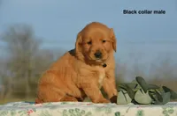 Kyle, a male Golden Retriever for sale in Kemp, TX – Photo 2 of 2