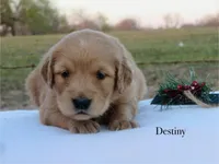 Destiny, a female Golden Retriever for sale in Kemp, TX – Photo 3 of 3