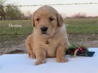 Destiny, a female Golden Retriever for sale in Kemp, TX – Photo 1 of 3
