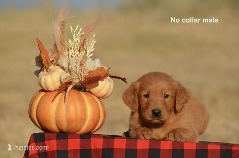 Kenyon – Golden Retriever puppy for sale in Kemp, TX