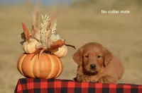 Kenyon, a male Golden Retriever for sale in Kemp, TX – 1 of 2