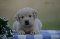 Larry, a male Golden Retriever for sale in Kemp, TX – 2 of 2