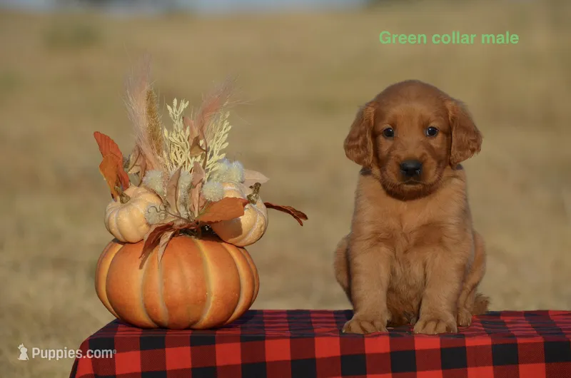 Karl – Golden Retriever puppy for sale in Kemp, TX