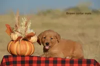 Karson , a male Golden Retriever for sale in Kemp, TX – 2 of 2