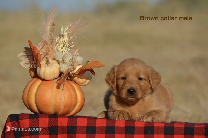 Karson  – Golden Retriever puppy for sale in Kemp, TX