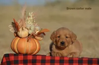 Karson , a male Golden Retriever for sale in Kemp, TX – 1 of 2