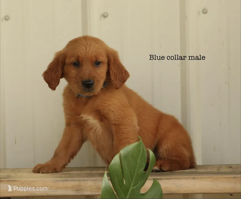 Kendall – Golden Retriever puppy for sale in Kemp, TX