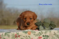 Kendall, a male Golden Retriever for sale in Kemp, TX – Photo 1 of 2