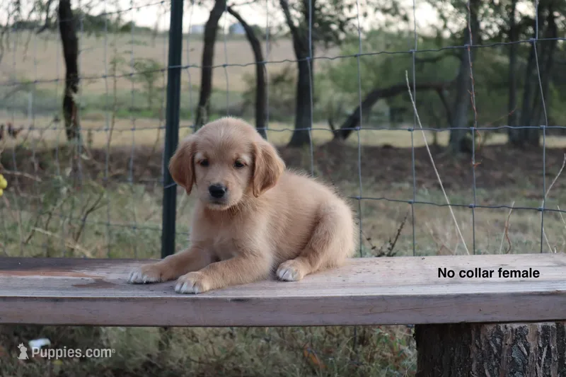 Lucia  – Golden Retriever puppy for sale in Kemp, TX
