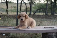Lucia , a female Golden Retriever for sale in Kemp, TX – 1 of 4