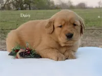 Daisy, a female Golden Retriever for sale in Kemp, TX – Photo 3 of 3